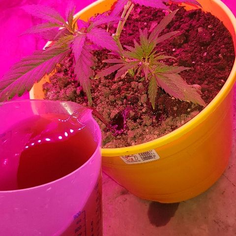 Genética desconocida growlog timeline photo