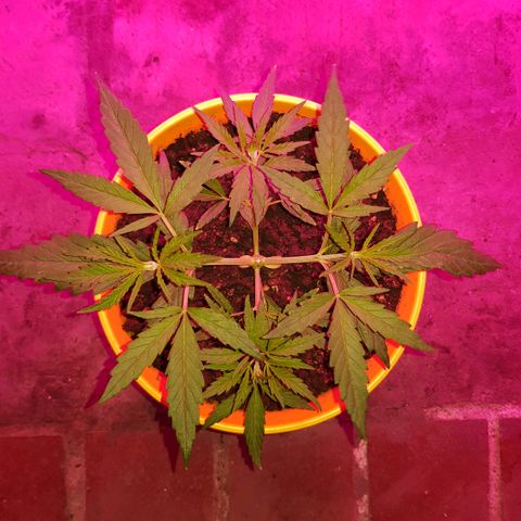Genética desconocida growlog timeline photo