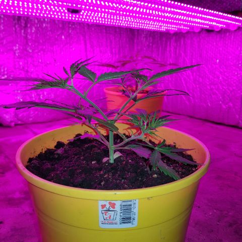 Genética desconocida growlog timeline photo