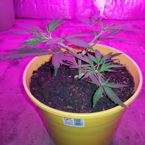 Genética desconocida growlog timeline photo