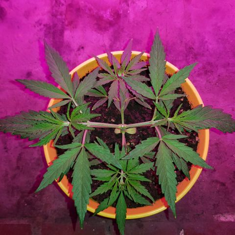 Genética desconocida growlog timeline photo