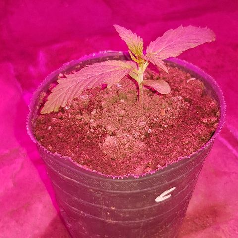 Krush pochs  growlog timeline photo