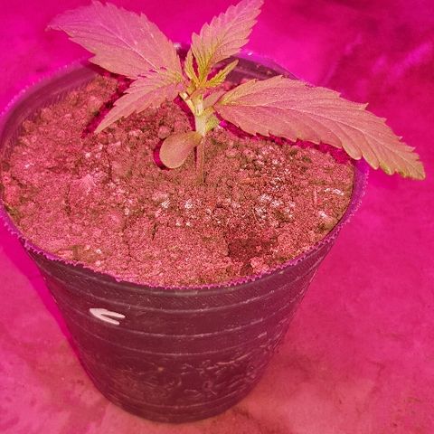 Krush pochs  growlog timeline photo