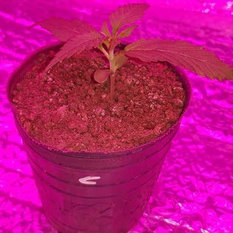 Krush pochs  growlog timeline photo