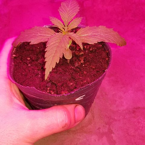 Krush pochs  growlog timeline photo