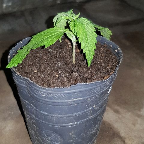 Krush pochs  growlog timeline photo