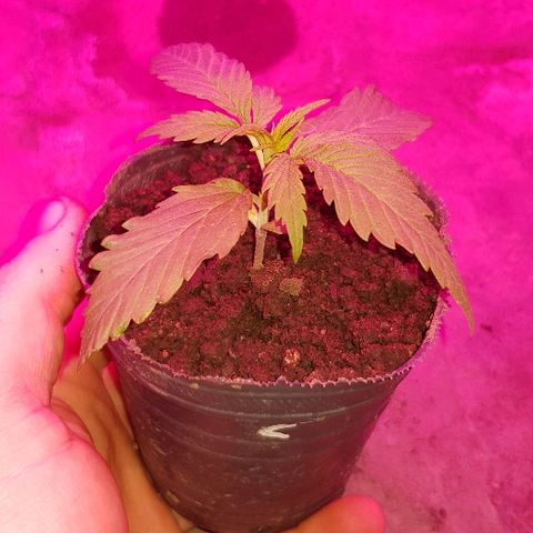 Krush pochs  growlog timeline photo