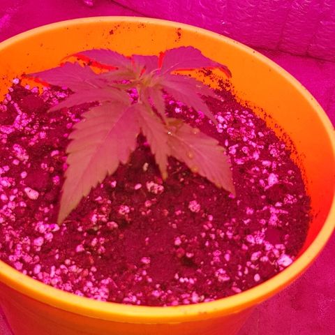 Krush pochs  growlog photo: Transplante de maceta para vege 