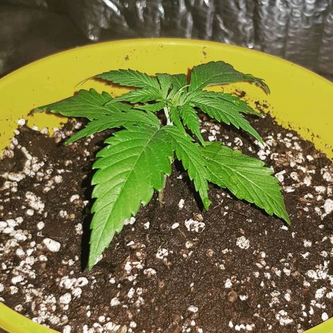 Krush pochs  growlog timeline photo