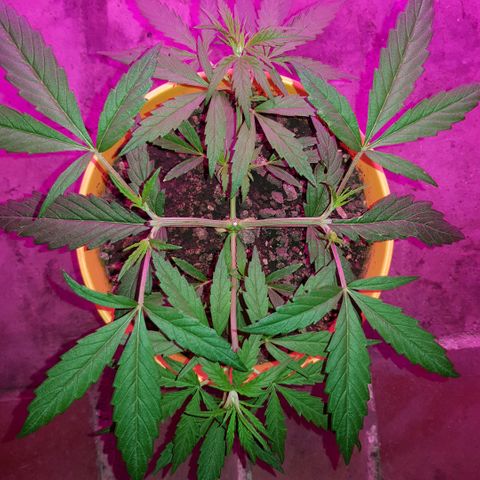 Genética desconocida growlog timeline photo