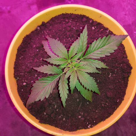 Krush pochs  growlog timeline photo