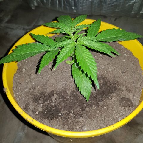 Krush pochs  growlog timeline photo
