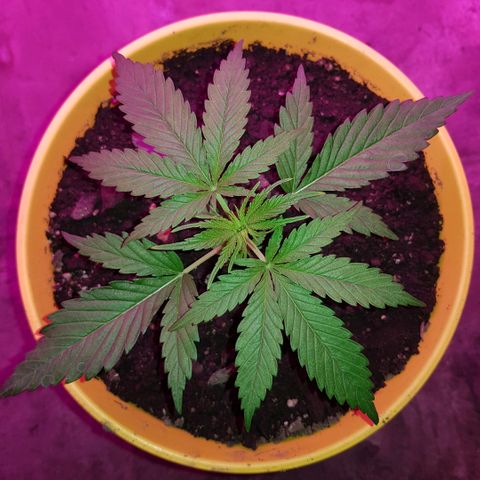 Krush pochs  growlog timeline photo