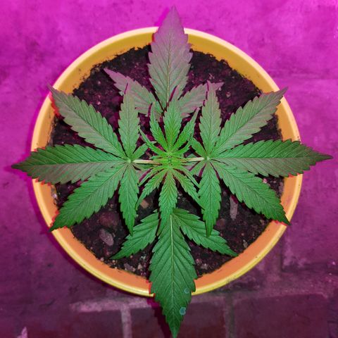 Krush pochs  growlog timeline photo