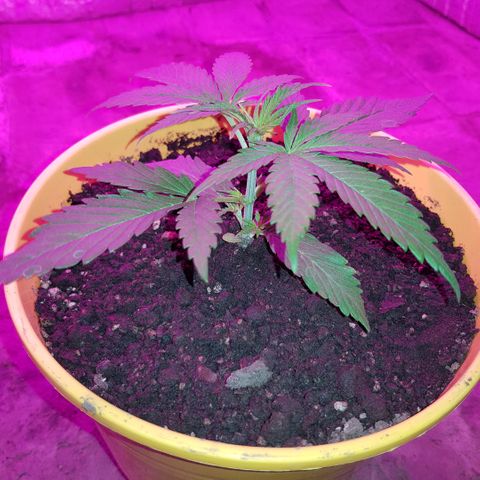 Krush pochs  growlog timeline photo