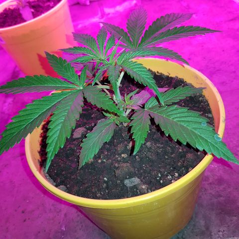 Krush pochs  growlog timeline photo