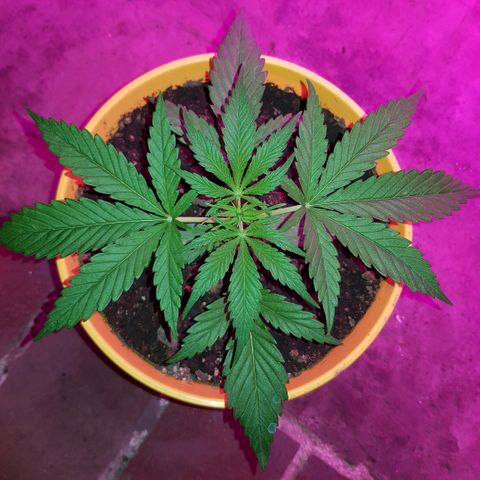 Krush pochs  growlog timeline photo