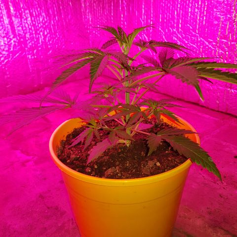 Krush pochs  growlog timeline photo