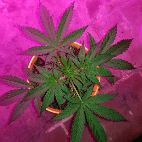 Krush pochs  growlog timeline photo
