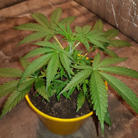Krush pochs  growlog timeline photo