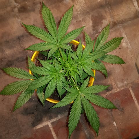 Krush pochs  growlog timeline photo