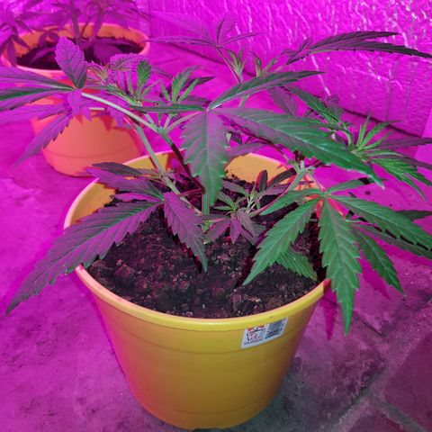 Genética desconocida growlog timeline photo
