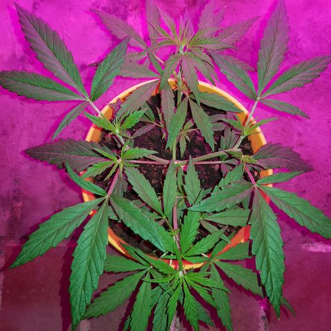 Genética desconocida growlog timeline photo
