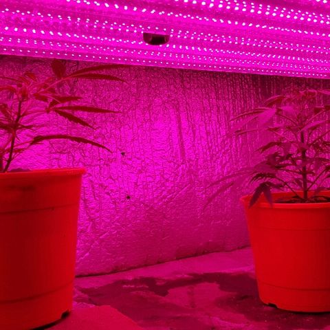 Genética desconocida growlog timeline photo