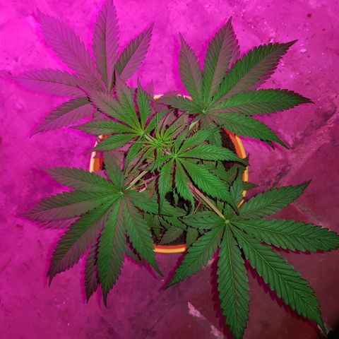 Krush pochs  growlog timeline photo