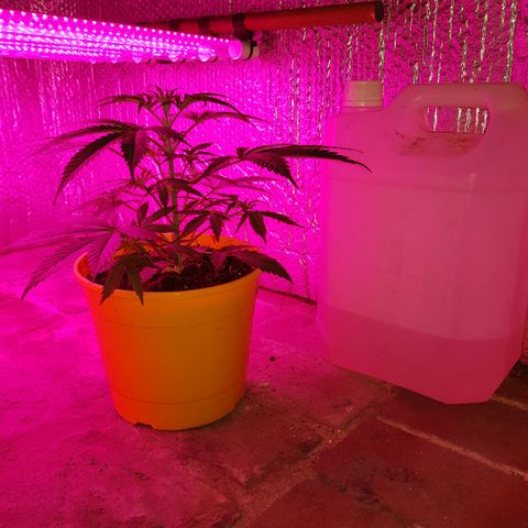 Krush pochs  growlog timeline photo