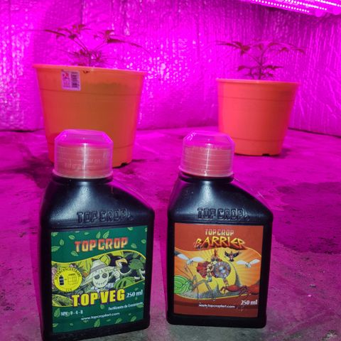 Krush pochs  growlog timeline photo