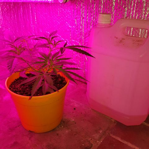 Genética desconocida growlog timeline photo