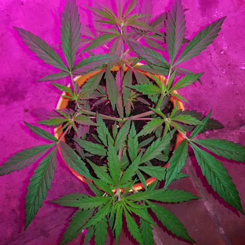 Genética desconocida growlog timeline photo