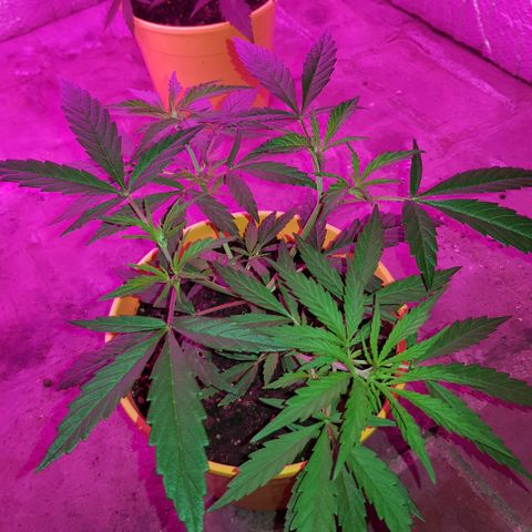 Genética desconocida growlog timeline photo