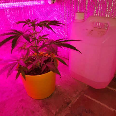 Krush pochs  growlog timeline photo