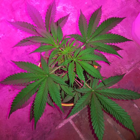 Krush pochs  growlog timeline photo