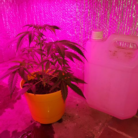 Krush pochs  growlog timeline photo