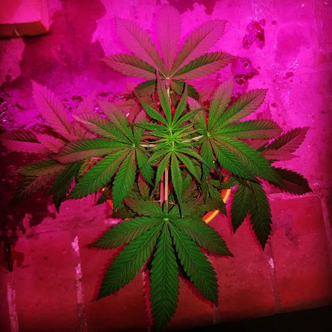 Krush pochs  growlog timeline photo