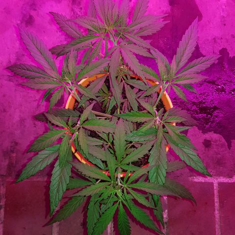 Genética desconocida growlog timeline photo