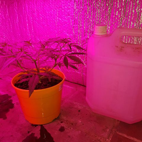 Genética desconocida growlog timeline photo