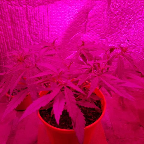 Genética desconocida growlog timeline photo