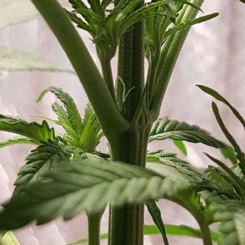 Krush pochs  growlog photo: Mostro su primer caliz abierto! Fem 