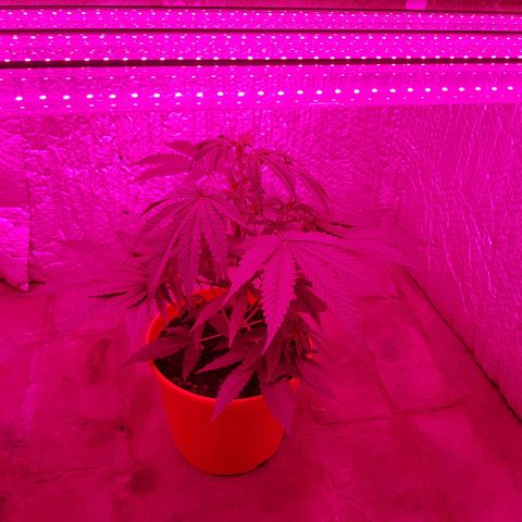Krush pochs  growlog photo: Mostro su primer caliz abierto! Fem 