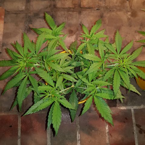 Genética desconocida growlog timeline photo