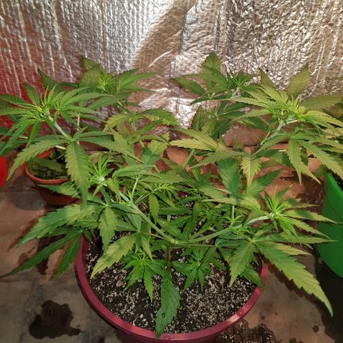 Genética desconocida growlog timeline photo