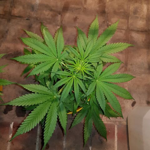 Krush pochs  growlog timeline photo