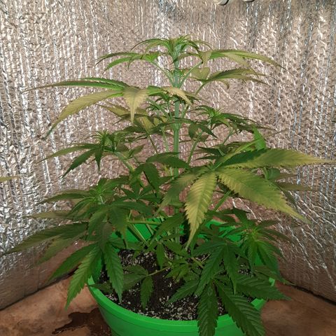 Krush pochs  growlog timeline photo