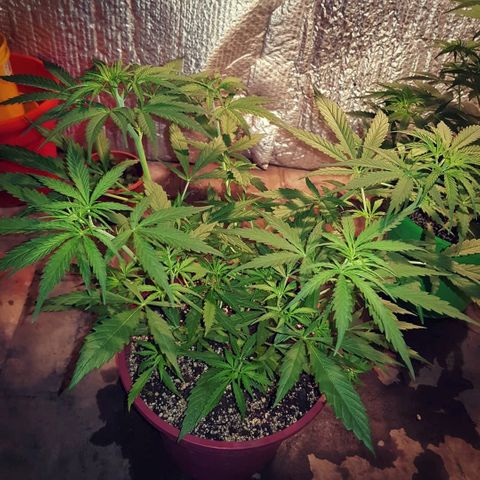 Genética desconocida growlog timeline photo