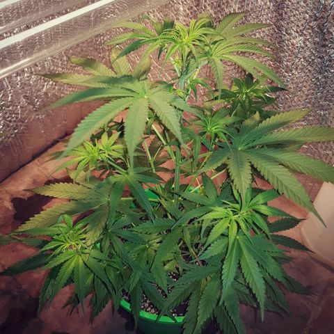 Krush pochs  growlog timeline photo