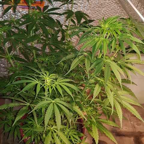 Genética desconocida growlog timeline photo